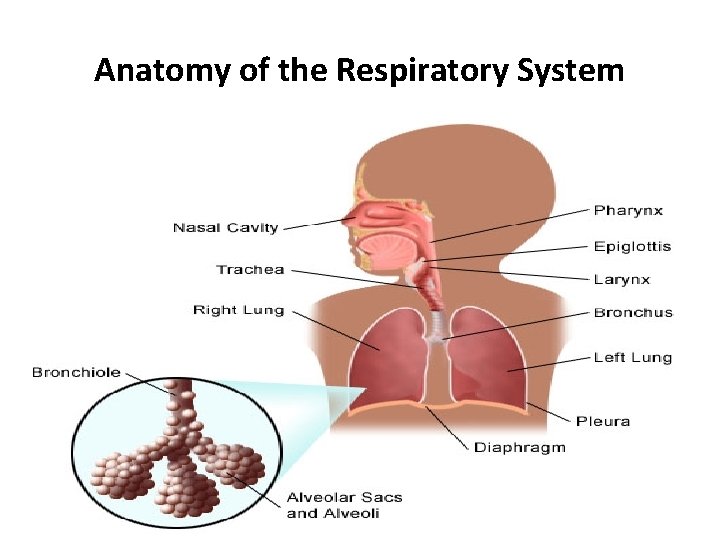 Anatomy of the Respiratory System 04/12/2020 2 