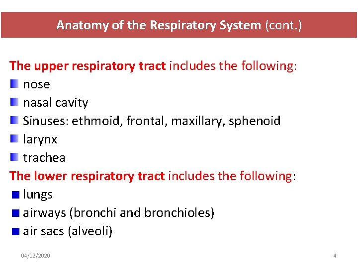 Anatomy of the Respiratory System (cont. ) The upper respiratory tract includes the following: