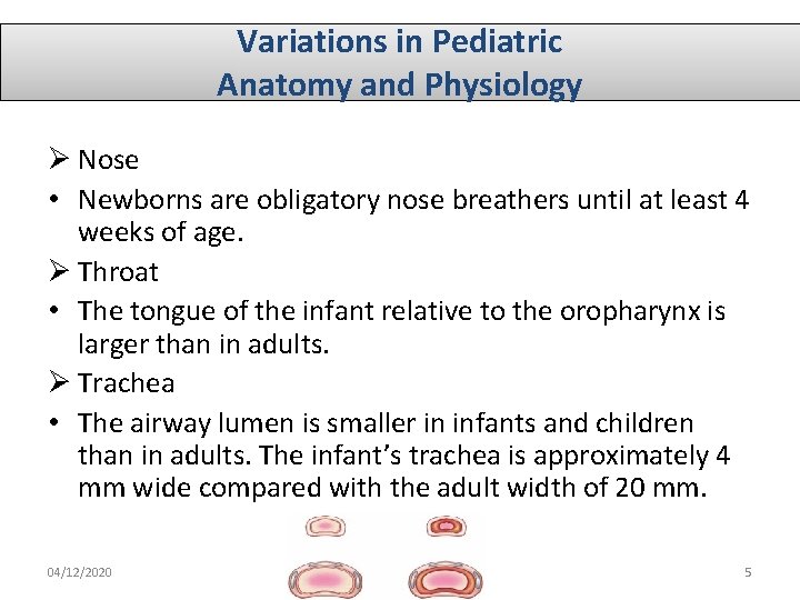 Variations in Pediatric Anatomy and Physiology Ø Nose • Newborns are obligatory nose breathers