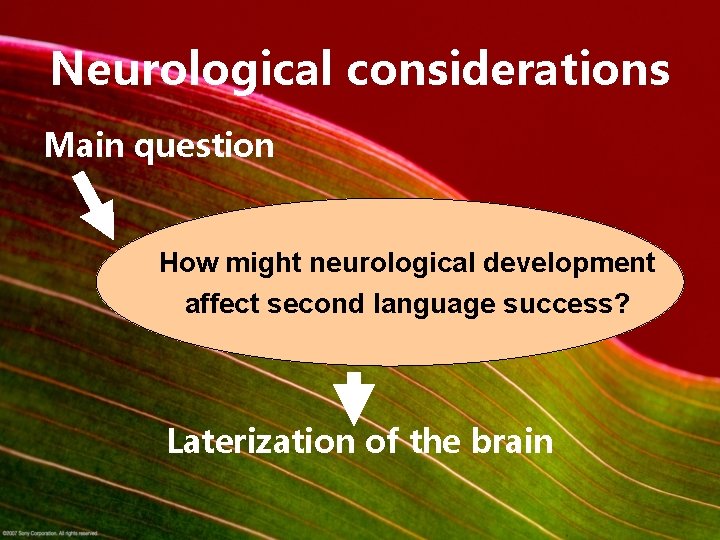 Neurological considerations Main question How might neurological development affect second language success? Laterization of