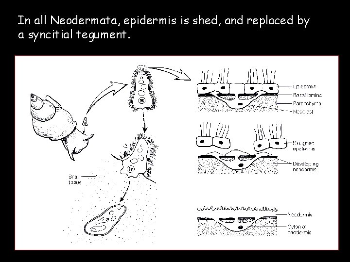 phylum platyhelminthes tegument