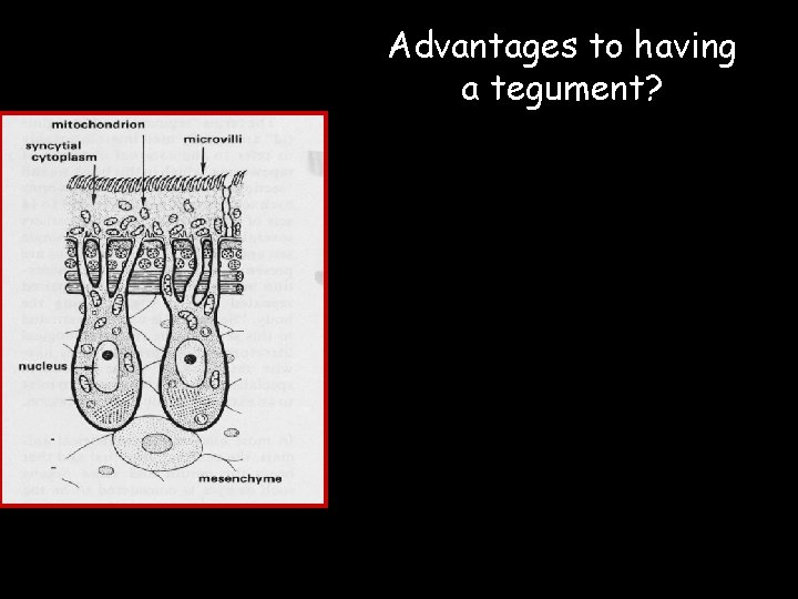 tegument platyhelminthes