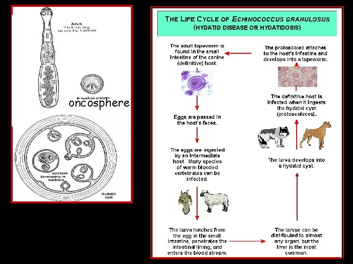 oncosphere platyhelminthes)