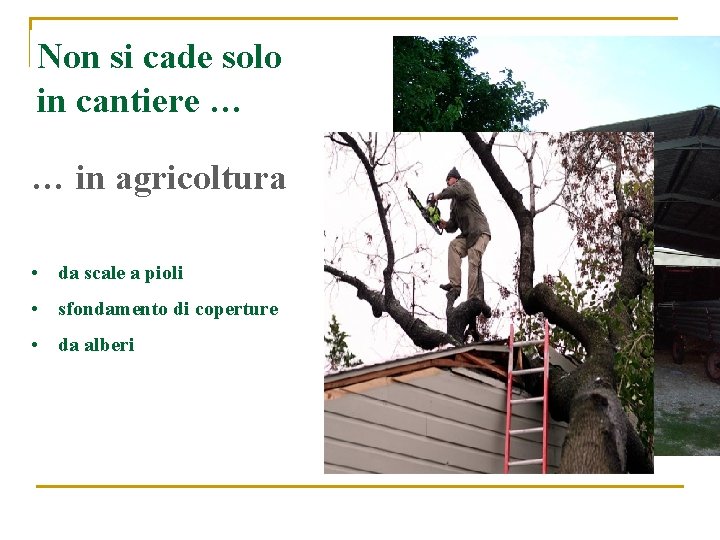 Non si cade solo in cantiere … … in agricoltura • da scale a