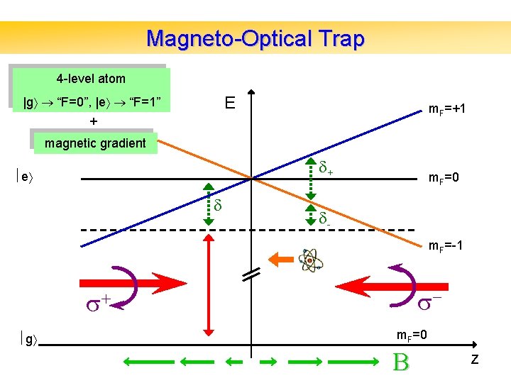Magneto-Optical Trap 4 -level atom E |g “F=0”, |e “F=1” m. F=+1 + magnetic