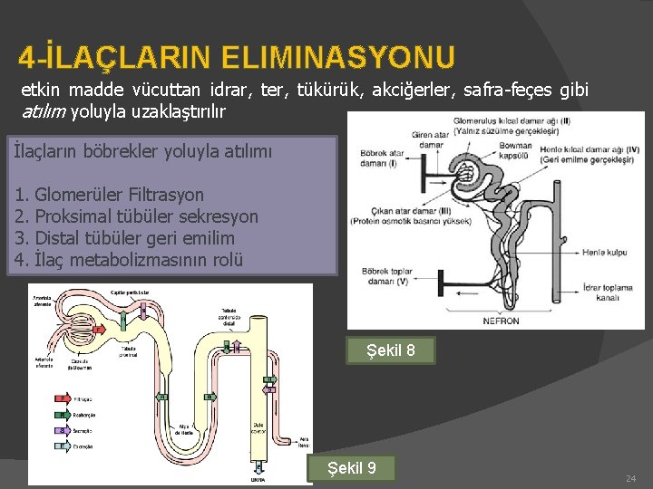 4 -İLAÇLARIN ELIMINASYONU etkin madde vücuttan idrar, ter, tükürük, akciğerler, safra-feçes gibi atılım yoluyla