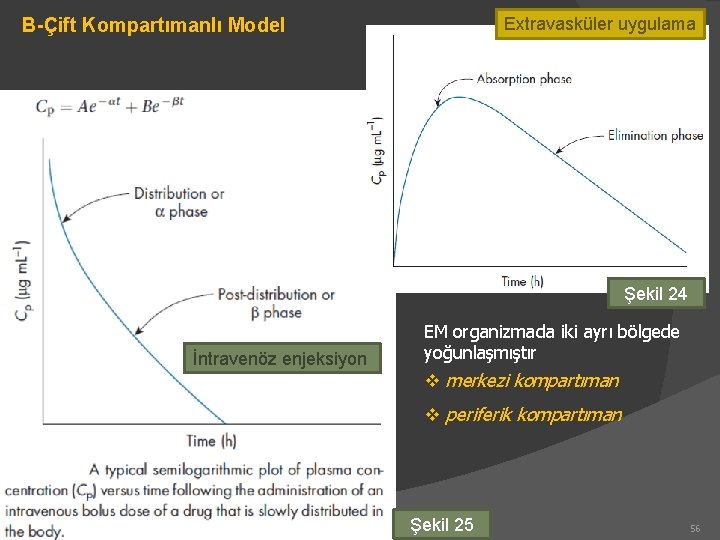 Extravasküler uygulama B-Çift Kompartımanlı Model Şekil 24 İntravenöz enjeksiyon EM organizmada iki ayrı bölgede