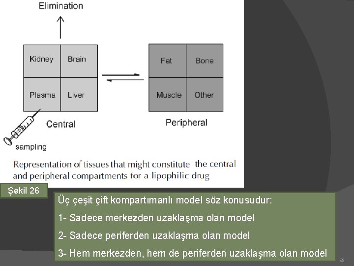 Şekil 26 Üç çeşit çift kompartımanlı model söz konusudur: 1 - Sadece merkezden uzaklaşma