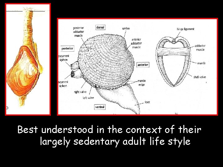 Filibranchia Bivalves and Cephalopods About one thousand species live