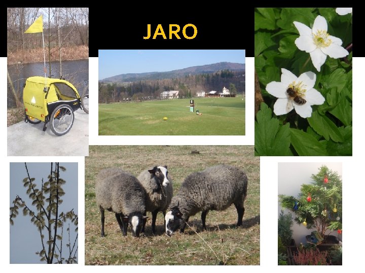 JARO 