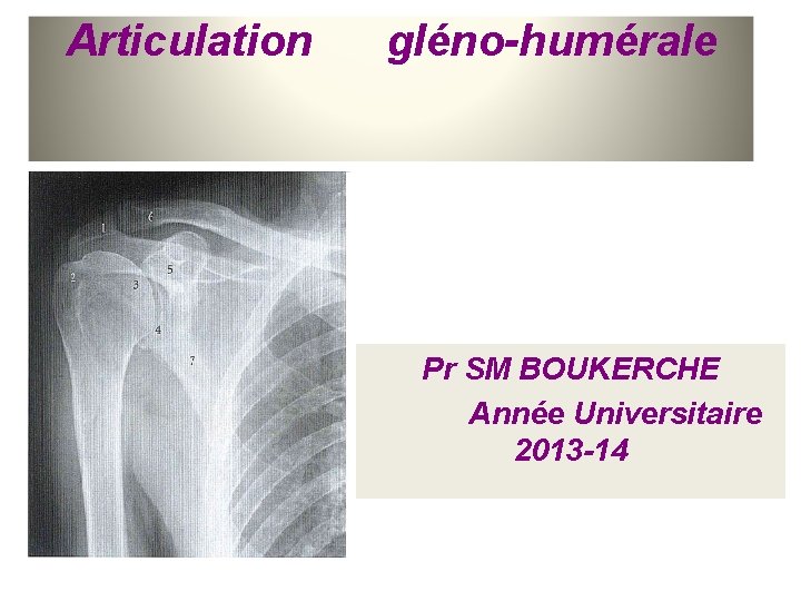 Articulation gléno-humérale Pr SM BOUKERCHE Année Universitaire 2013 -14 