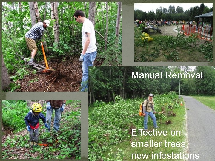 Manual Removal Effective on smaller trees, new infestations 