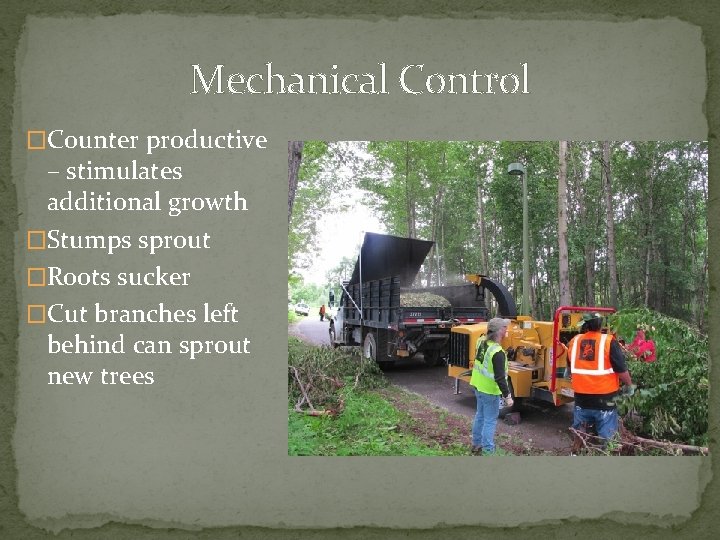 Mechanical Control �Counter productive – stimulates additional growth �Stumps sprout �Roots sucker �Cut branches