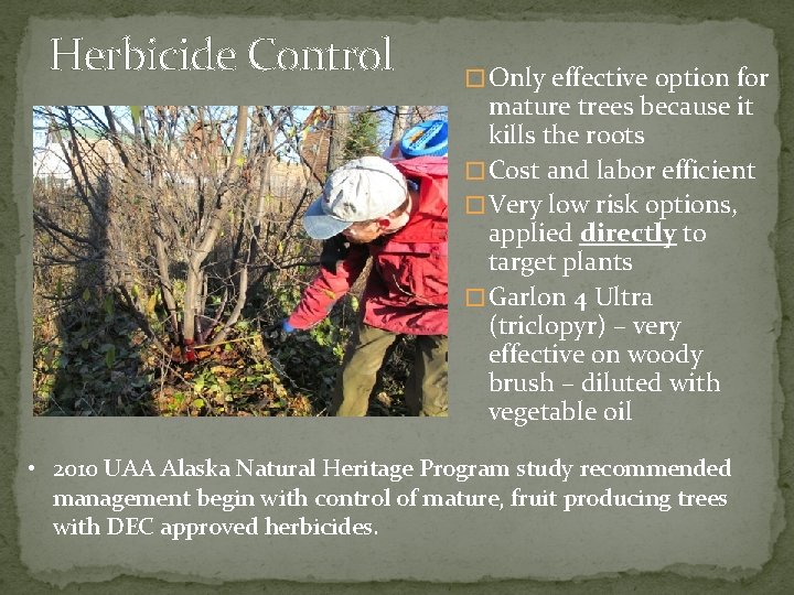 Herbicide Control � Only effective option for mature trees because it kills the roots