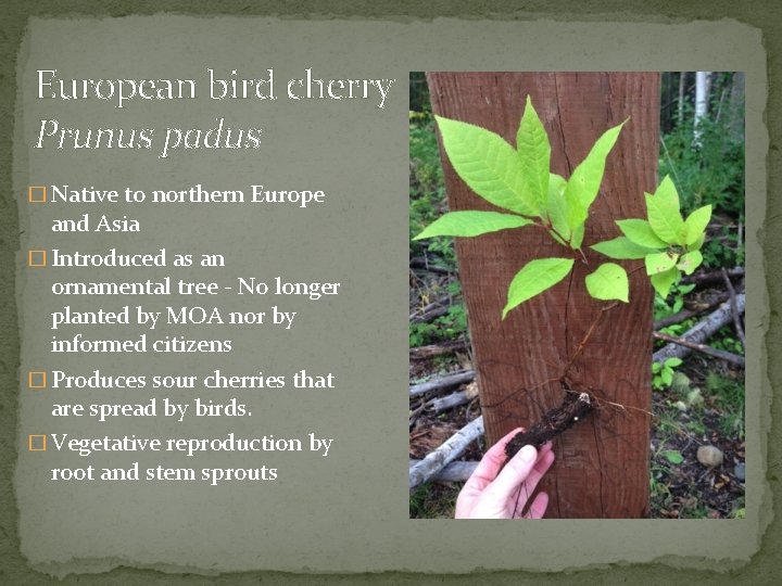 European bird cherry Prunus padus � Native to northern Europe and Asia � Introduced