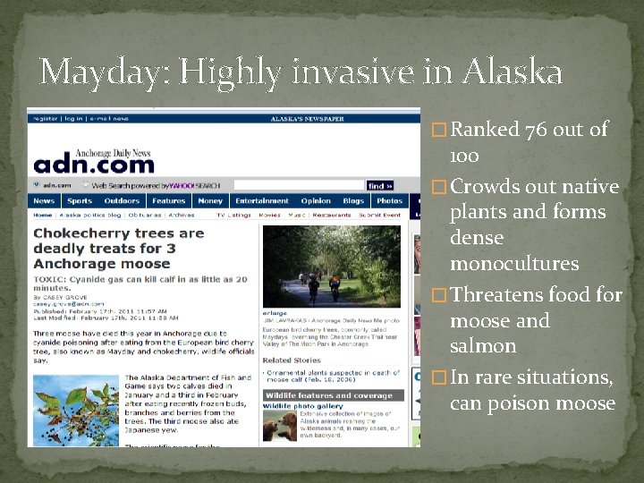 Mayday: Highly invasive in Alaska � Ranked 76 out of 100 � Crowds out