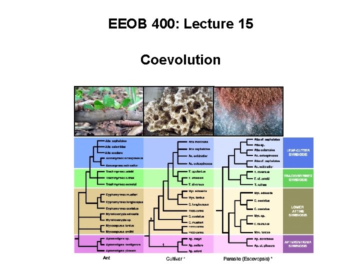 EEOB 400: Lecture 15 Coevolution 