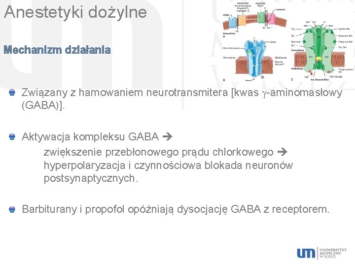 Anestetyki dożylne Mechanizm działania Związany z hamowaniem neurotransmitera [kwas -aminomasłowy (GABA)]. Aktywacja kompleksu GABA