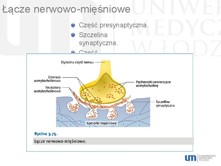 Łącze nerwowo-mięśniowe Część presynaptyczna. Szczelina synaptyczna. Część postsynaptyczna. 