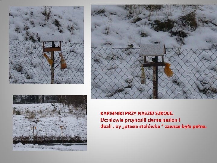 KARMNIKI PRZY NASZEJ SZKOLE. Uczniowie przynosili ziarna nasion i dbali , by „ptasia stołówka