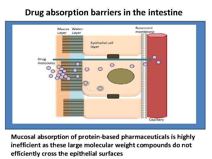 Drug absorption barriers in the intestine Mucosal absorption of protein-based pharmaceuticals is highly inefficient