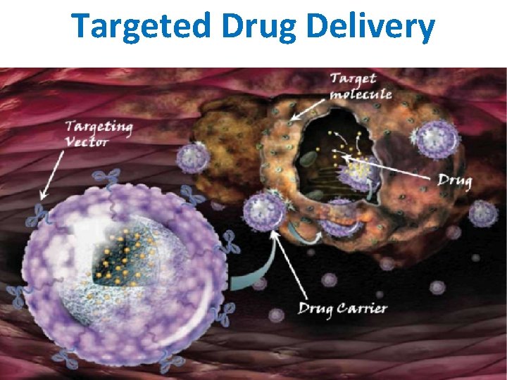 Targeted Drug Delivery 