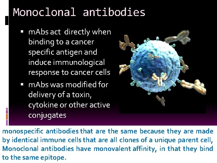 Monoclonal antibodies m. Abs act directly when binding to a cancer specific antigen and