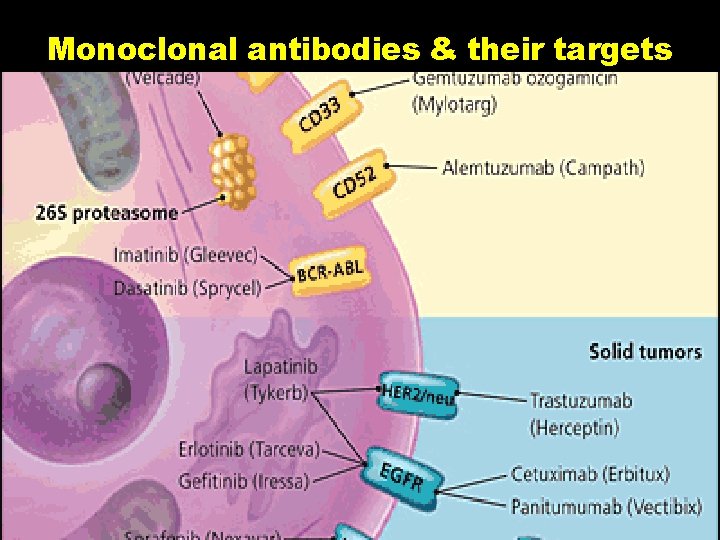 Monoclonal antibodies & their targets 
