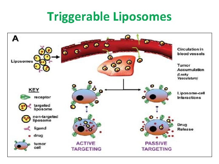 Triggerable Liposomes 