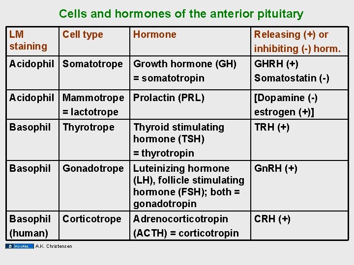 Cells and hormones of the anterior pituitary LM staining Cell type Acidophil Somatotrope Hormone