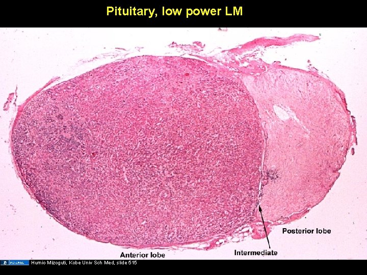 Pituitary, low power LM Humio Mizoguti, Kobe Univ Sch Med, slide 515 