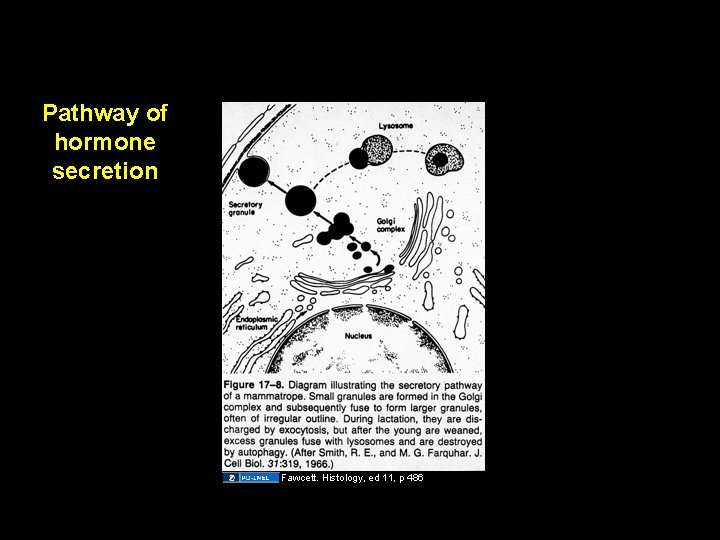 Pathway of hormone secretion Fawcett. Histology, ed 11, p 486 