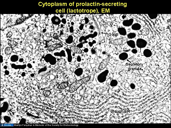 Cytoplasm of prolactin-secreting cell (lactotrope), EM Golgi Secretory granule Rough ER Marilyn Farquhar in