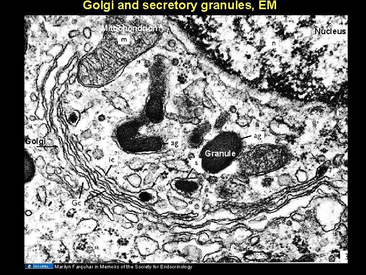 Golgi and secretory granules, EM Mitochondrion Nucleus Golgi Granule Marilyn Farquhar in Memoirs of