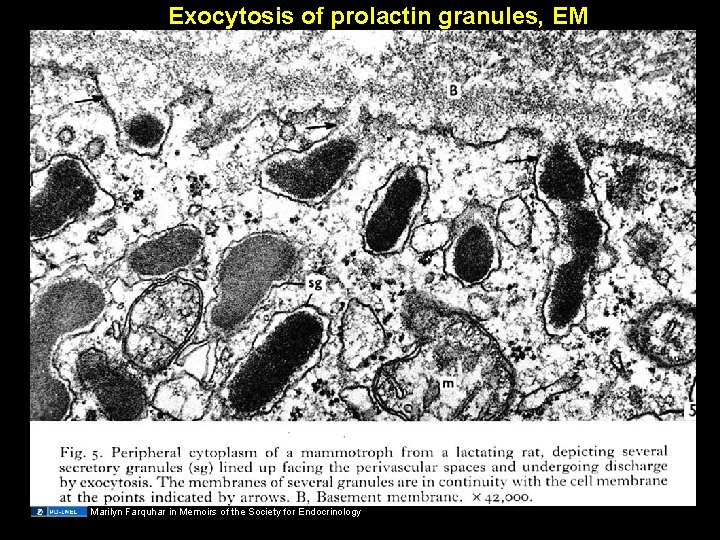 Exocytosis of prolactin granules, EM Marilyn Farquhar in Memoirs of the Society for Endocrinology