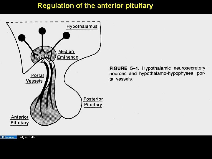 Regulation of the anterior pituitary Hedges, 1987 