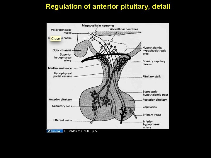 Regulation of anterior pituitary, detail O'Riordan et al 1988, p 47 