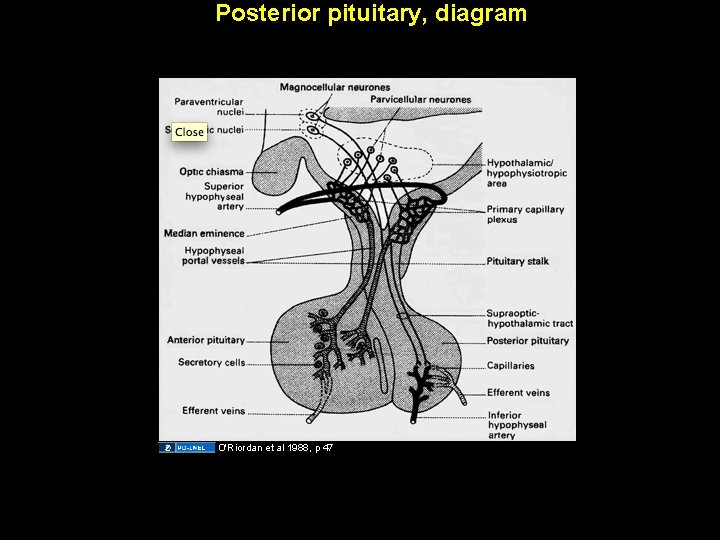 Posterior pituitary, diagram O'Riordan et al 1988, p 47 