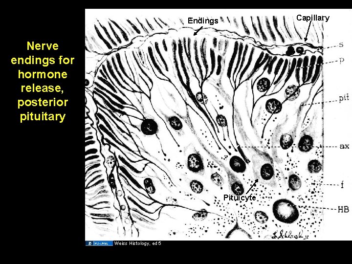 Capillary Endings Nerve endings for hormone release, posterior pituitary Pituicyte Weiss Histology, ed 5