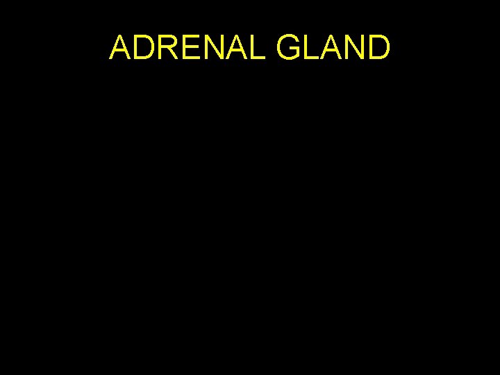 ADRENAL GLAND 