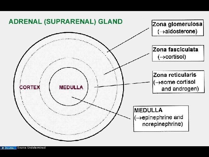 Adrenal (suprarenal) gland Source Undetermined 