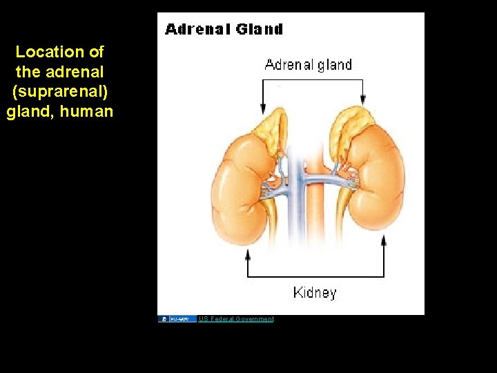 Location of the adrenal (suprarenal) gland, human US Federal Government 