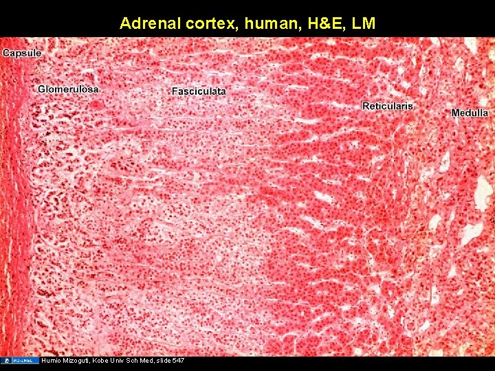 Adrenal cortex, human, H&E, LM Humio Mizoguti, Kobe Univ Sch Med, slide 547 