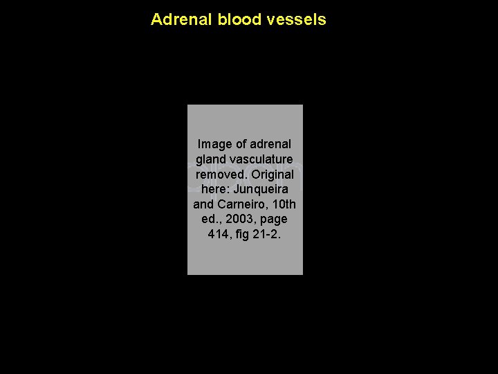 Adrenal blood vessels Image of adrenal gland vasculature removed. Original here: Junqueira and Carneiro,