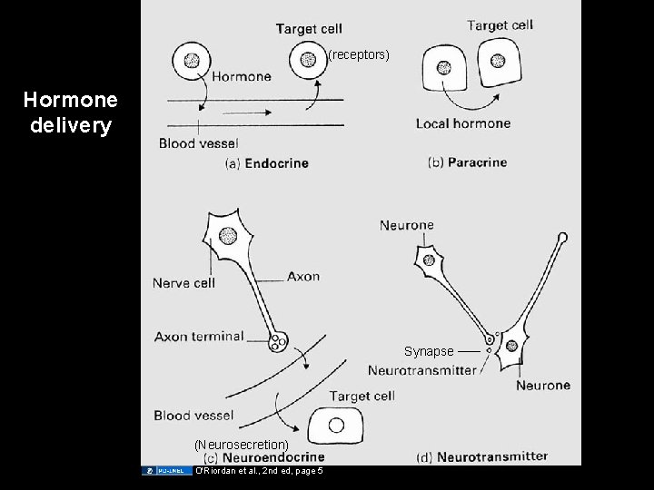 (receptors) Hormone delivery Synapse (Neurosecretion) O'Riordan et al. , 2 nd ed, page 5