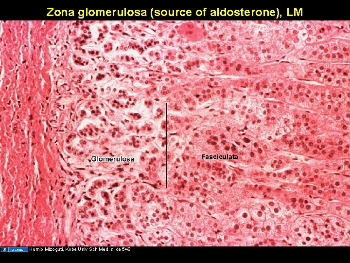 Zona glomerulosa (source of aldosterone), LM Fasciculata Humio Mizoguti, Kobe Univ Sch Med, slide