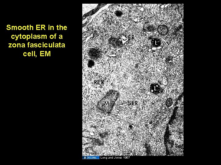 Smooth ER in the cytoplasm of a zona fasciculata cell, EM Long and Jones