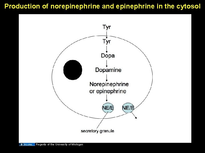 Production of norepinephrine and epinephrine in the cytosol Regents of the University of Michigan