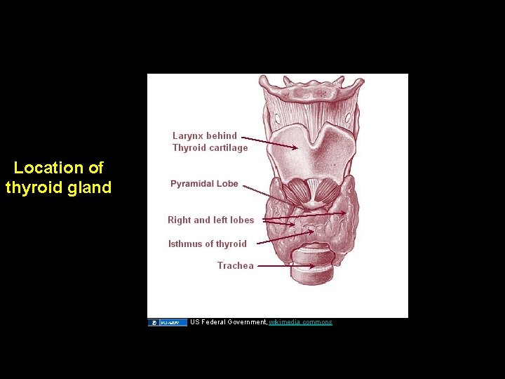 Location of thyroid gland US Federal Government, wikimedia commons 