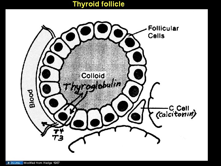 Thyroid follicle Modified from Hedge 1987 